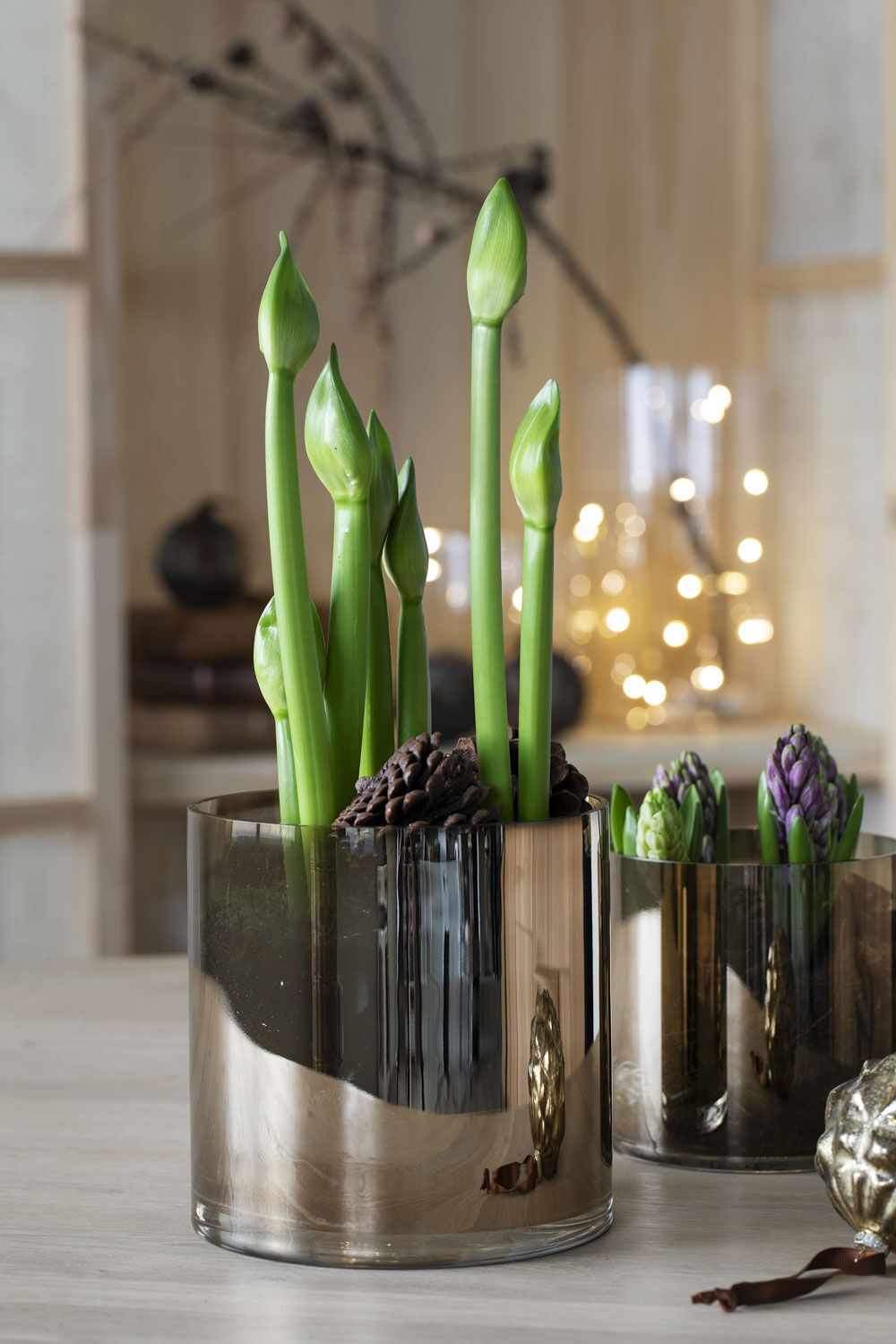 Amaryllis Amaryllis